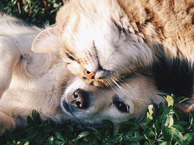 Animals
